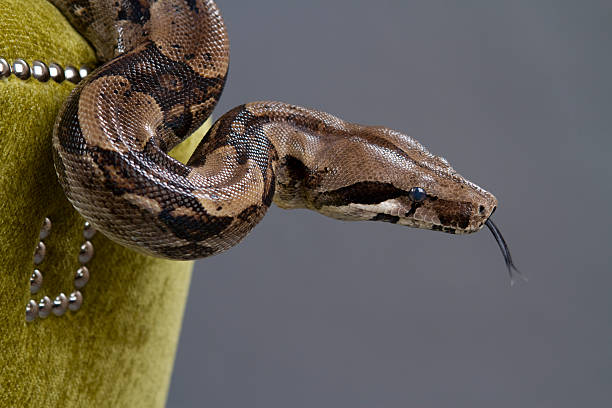 red-tailed boa constrictor - red tailed boa stock-fotos und bilder