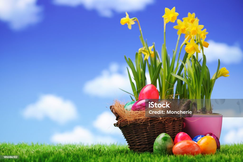 Easter eggs with daffodils Easter eggs with daffodils - XXXL image Animal Egg Stock Photo
