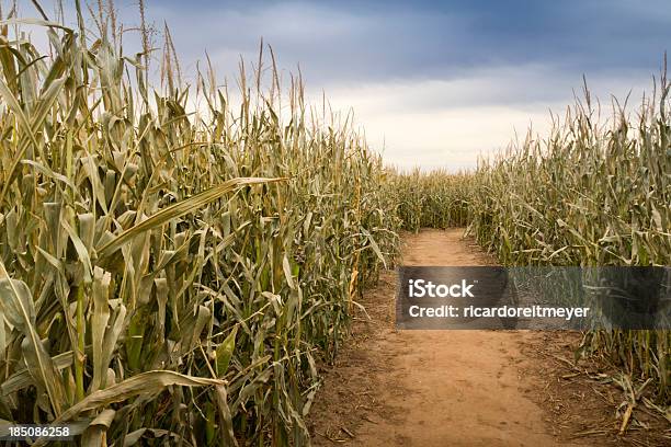 Сухость Ног Путь Через Конце Осенний Cornfield В Пастельных Тонах — стоковые фотографии и другие картинки Corn Maze