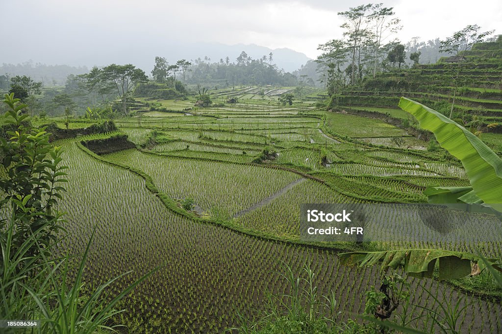 Ryżu taras, Bali, Indonezja (XXXL - Zbiór zdjęć royalty-free (Abstrakcja)