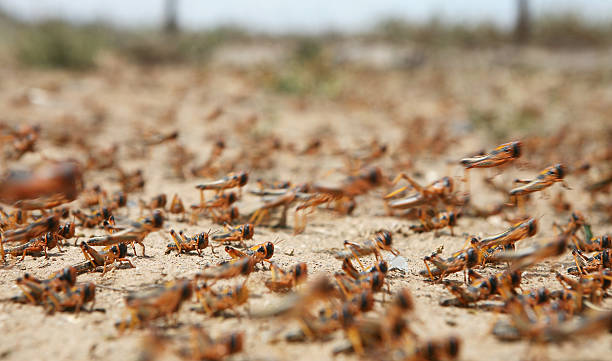 swarm of locusts stock photo