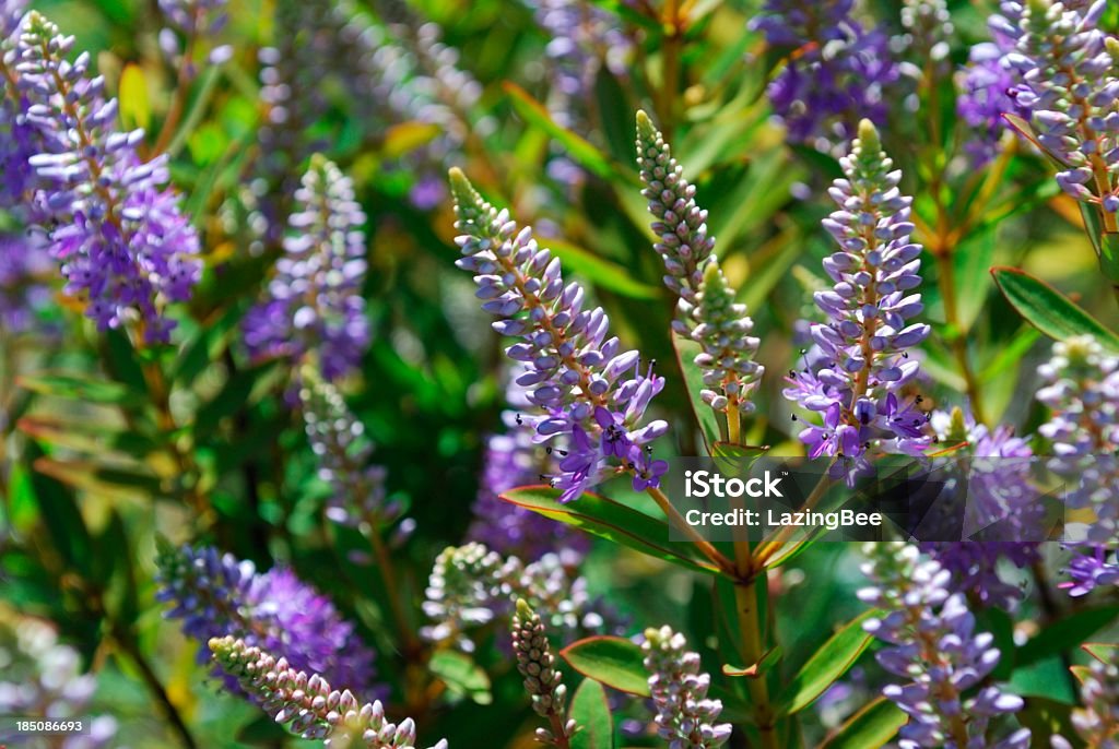 New Zealand Hebe Flower  Hebe Stock Photo