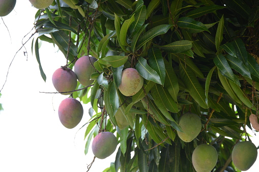 The mango is the fruit of the mango tree (Mangifera indica), a fruit tree of the Anacardiaceae family, native to South and Southeast Asia from eastern India to the Philippines, and successfully introduced in Brazil, Angola, Mozambique, Portugal and Spain.
