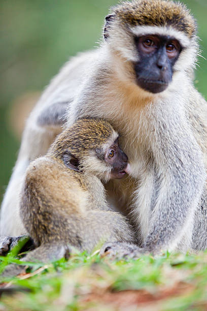 istock Baby Monkey Suckling - family 185087587