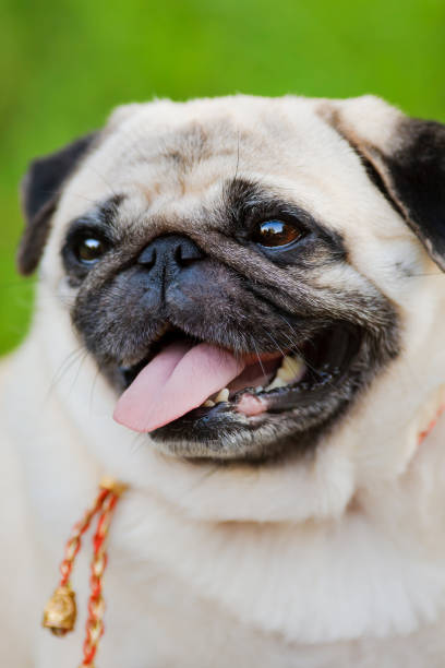 istock Funny pug in summer park 185087642