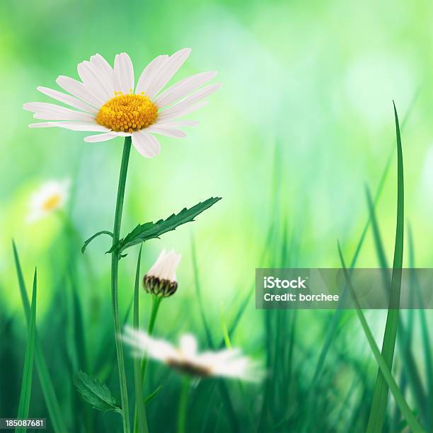 Foto de Golden Margaridas e mais fotos de stock de Amarelo - Amarelo, Beleza, Beleza natural - Natureza