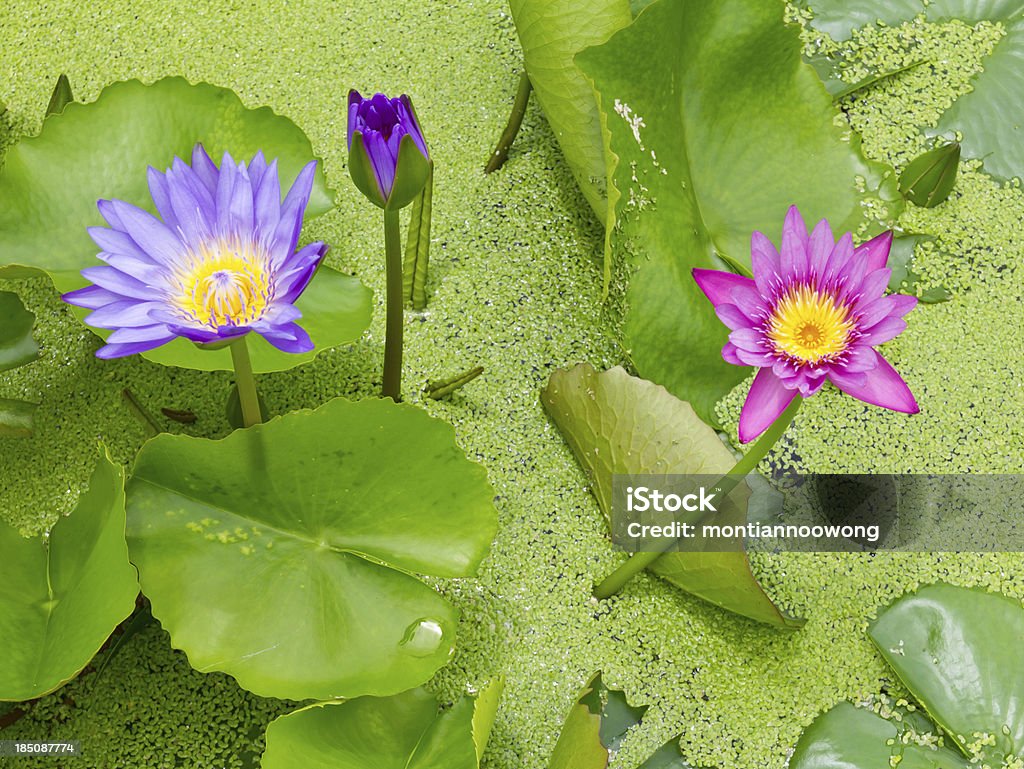 Loto rosa e viola - Foto stock royalty-free di Abbondanza