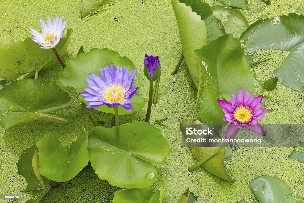 Многие красочные lotus - Стоковые фото Азия роялти-фри