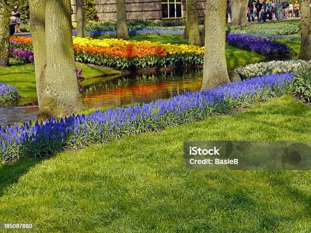 Colorful Flower Bed With Grape Hyacinths And Tulips Stock Photo - Download Image Now