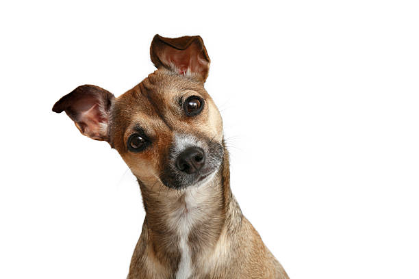 Friendly Chihuahua stock photo
