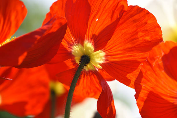 islândia-papoula da contra-luz - macro poppy red close up - fotografias e filmes do acervo