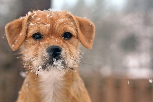 Terrier puppy wearing a face full of snow.