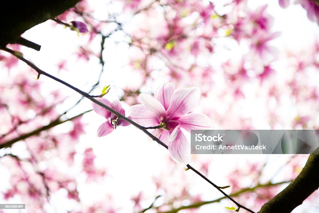 Fiori di magnolia - Foto stock royalty-free di Albero