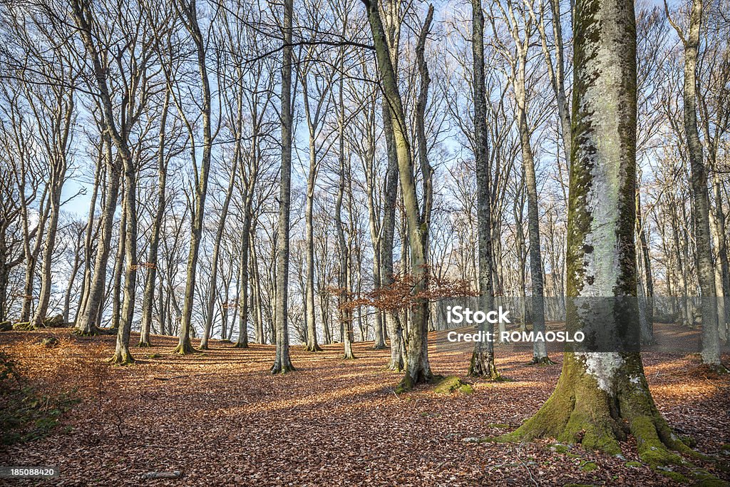 Forêt de hêtre-Monte Cimino, province de Viterbo, Lazio Italie - Photo de Environnement libre de droits