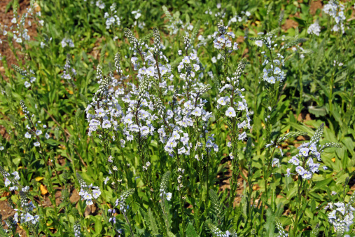 Veronica gentianoides - Honorary Prize in Garden