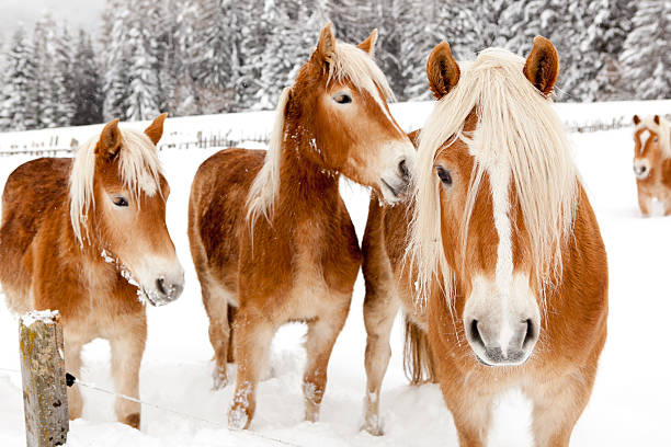 Horses in white winter landscape stock photo