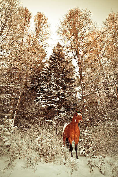 istock Appaloosa Horse in Snowy Forest 185088565