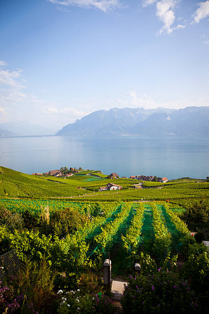 istock Vineyards Around Lake Leman, Montreux, Switzerland 185088708