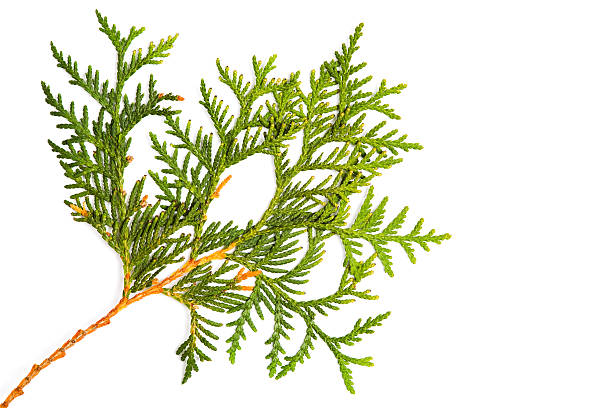 istock Foliage of Thuja 185088726