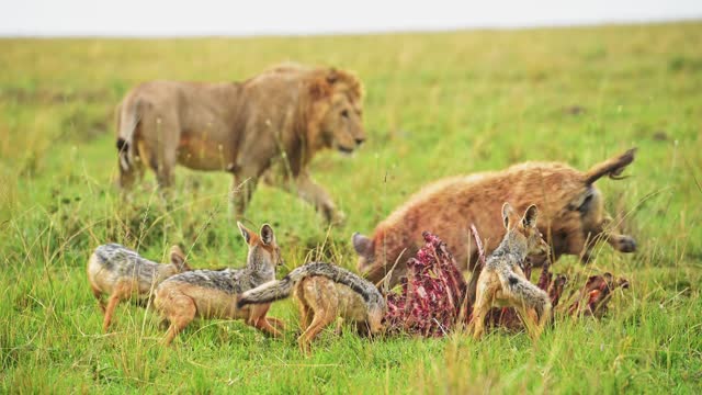 African Wildlife Jackals pouncing on a kill, feeding in Maasai Mara National Reserve, Kenya, Africa Safari Animals in Masai Mara North Conservancy