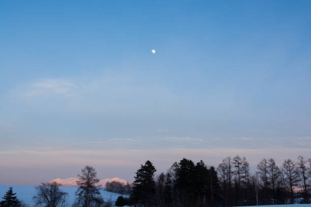 Moody moonlight night in snowy winter forest