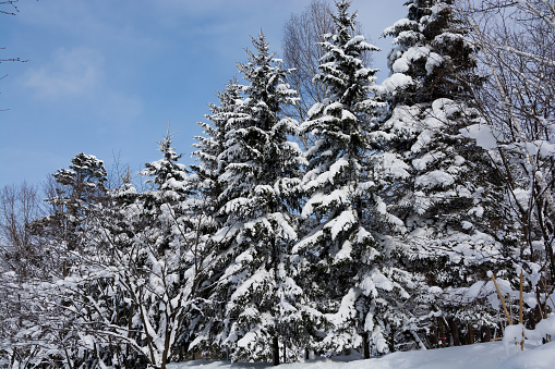 Green pine forest with snow