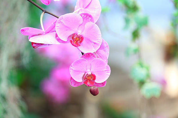 rosa orchidea - dendrobium tropical flower front view plant foto e immagini stock