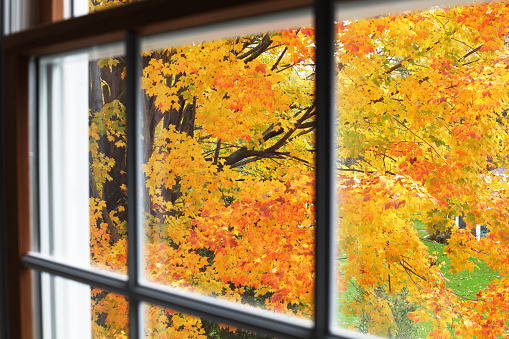 Crisp yellow and orange autumn sugar maple leaves viewed through a residential home upstairs bedroom window. Slight reflections of the decorative cross pieces can be seen on the double-paned glass.
