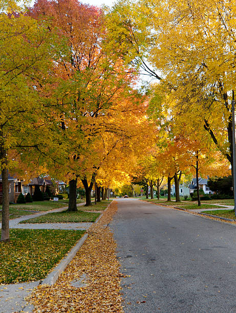 istock autumn tree-lined residential street 185089025