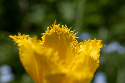 Yellow tulip in full bloom