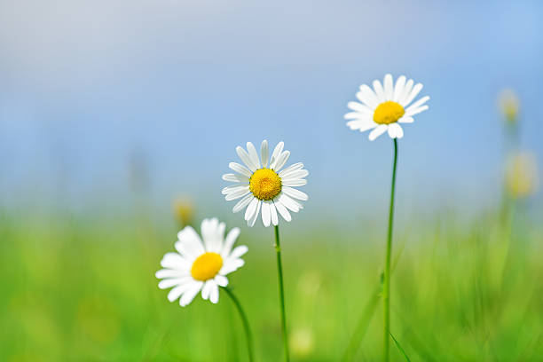 istock White camomile on green meadow 185089085