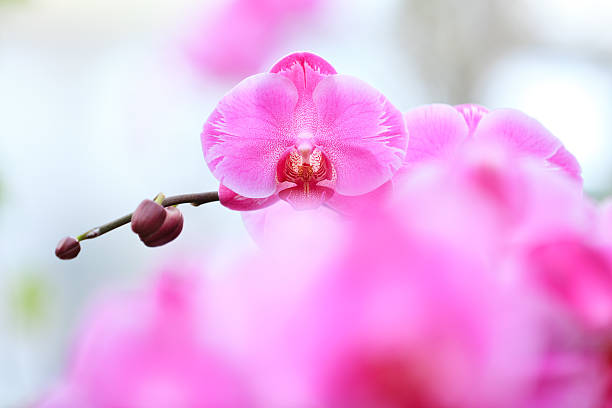 orchidea rosa - dendrobium tropical flower front view plant foto e immagini stock