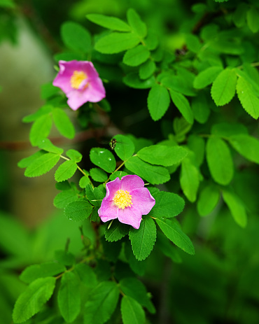 Wild roses in Banff National Park in Alberta, Canada. Wild Roses or Dog Roses are the symbol of Alberta province.