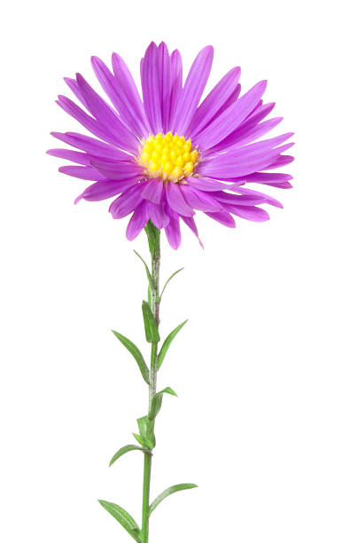 Aster. stock photo