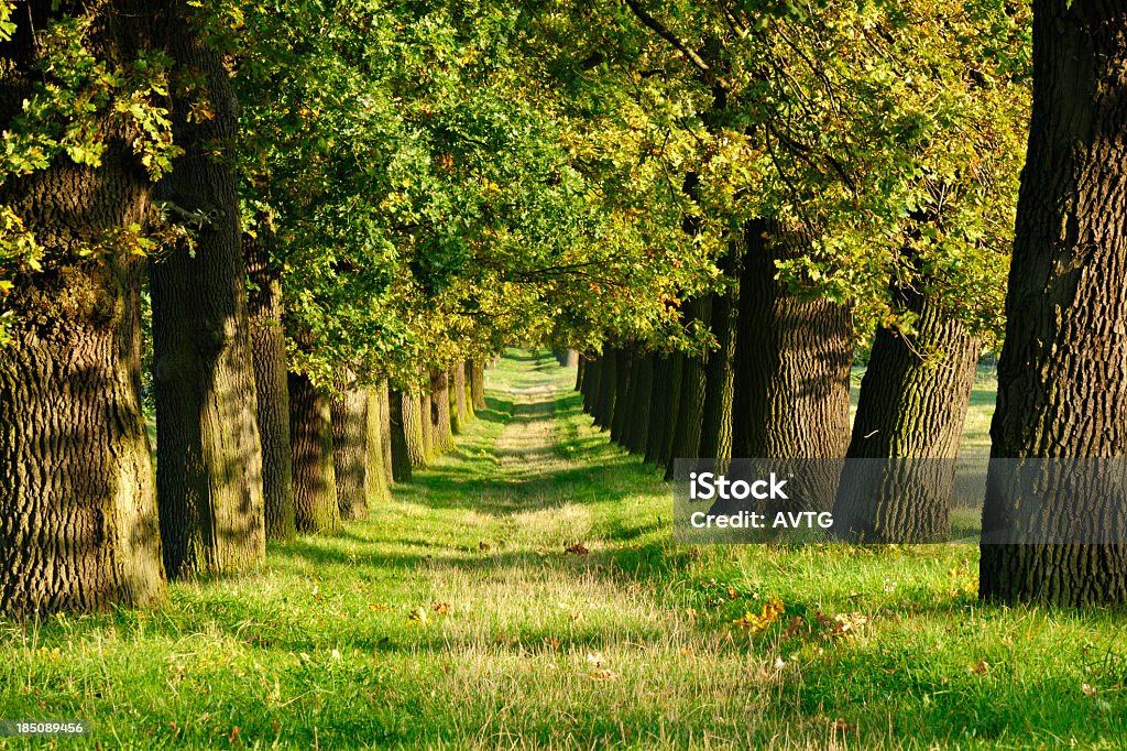 Bordée d'arbres verdoyants farm road via d'anciens chênes - Photo de Antique libre de droits