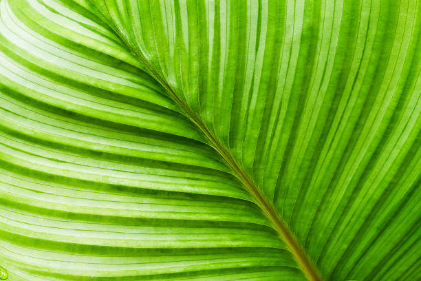 sfondo di foglia - new life plant image saturated color foto e immagini stock