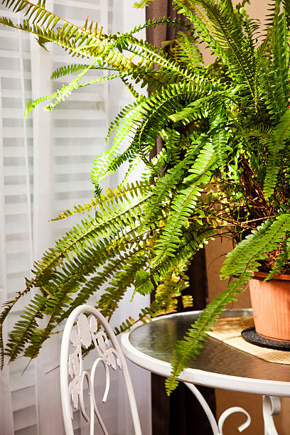 istock Boston fern sitting near window 185089582