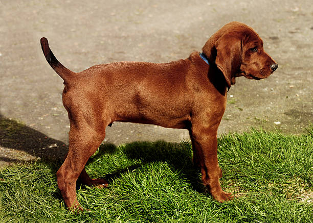 red bone coon hound puppy stock photo