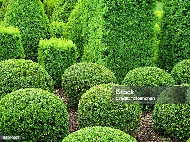 Buxus Bälle Für Den Verkauf Stockfoto und mehr Bilder von Buchsbaum - Buchsbaum, Baum, Dekoration