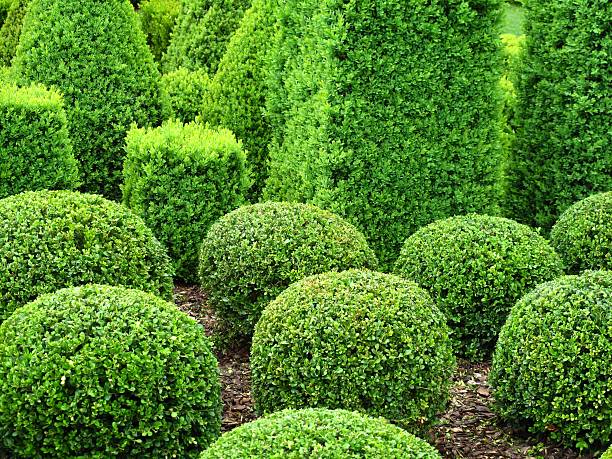 istock Buxus balls for sale 185090077