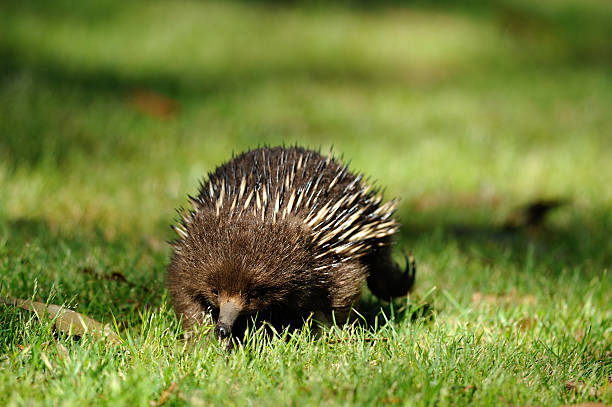 Names: Malayan porcupine, Himalayan porcupine 