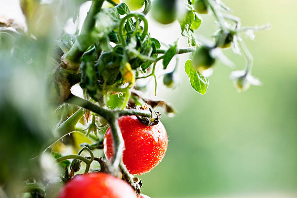 istock ripe tomato garden drop of water 185090168