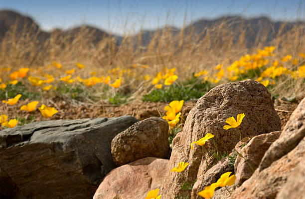 golden poppies montaña - el paso fotografías e imágenes de stock