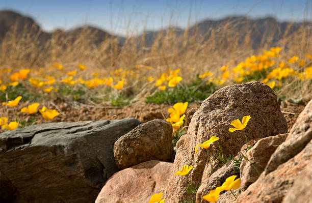 Mountain Golden Poppies  texas mountains stock pictures, royalty-free photos & images