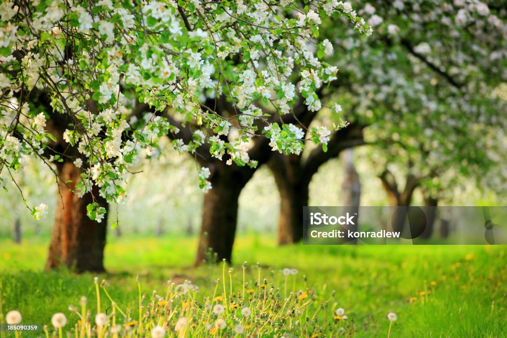 Frühling blühenden Bäumen Orchard - - Lizenzfrei Apfelbaum-Blüte Stock-Foto