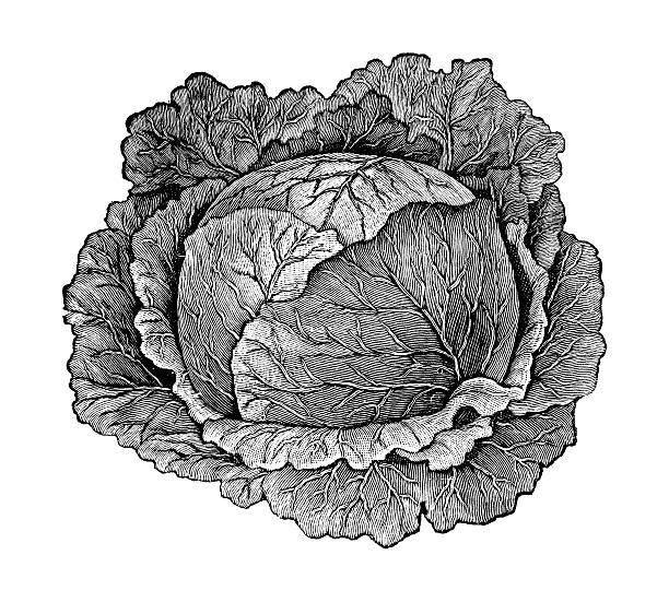 ilustraciones, imágenes clip art, dibujos animados e iconos de stock de col de ilustraciones/vegetales de jardín vintage agricultor clipart - sauerkraut cabbage vegetable white cabbage