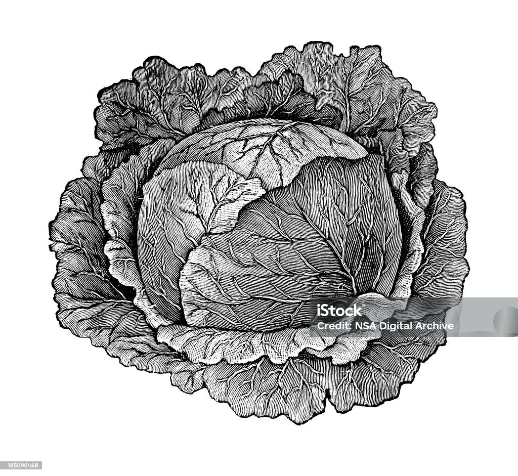 Cabeça de repolho ilustrações/Vintage agricultor de legumes e Clipart - Ilustração de Repolho royalty-free