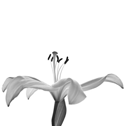 monochrome lily flower on white