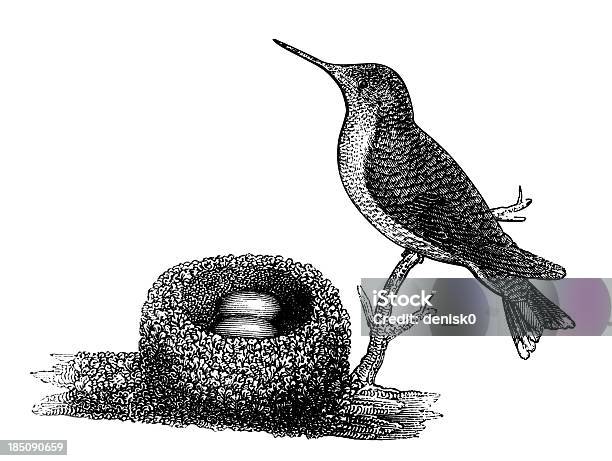Rubythroated Hummingbird And Nest Stock Illustration - Download Image Now - Engraved Image, Ruby-Throated Hummingbird, Animal