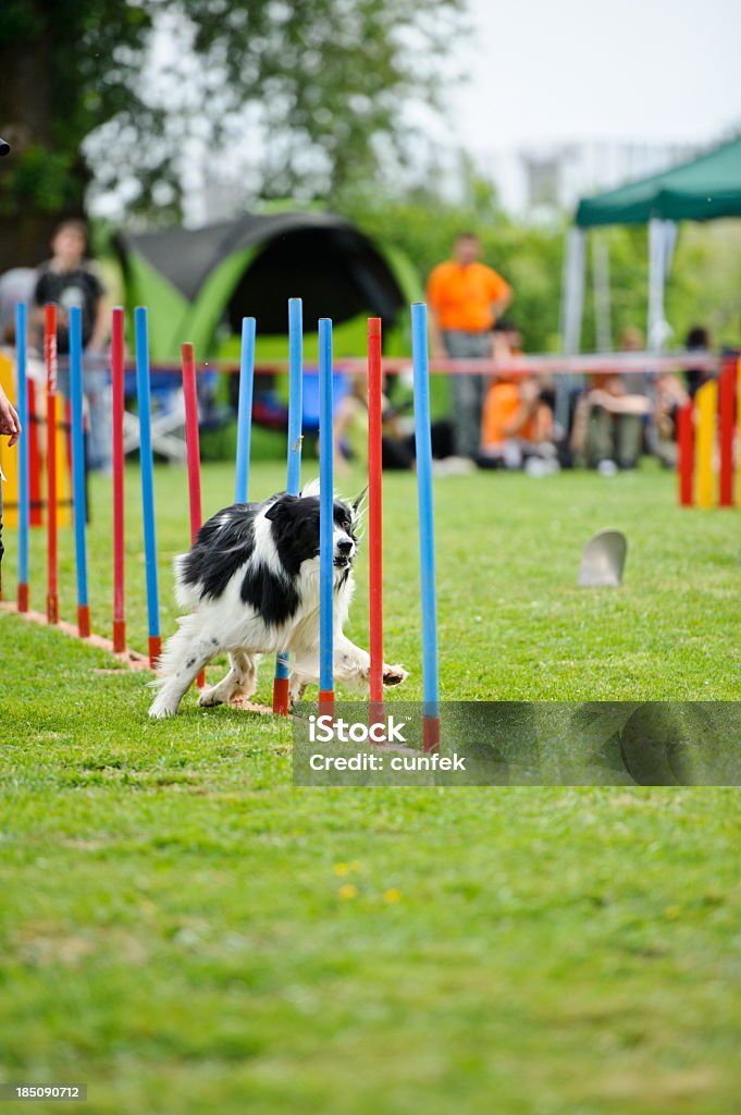 Agilité de slalom - Photo de Agility - Sport canin libre de droits